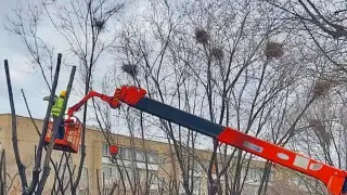 “Выселяют за неуплату“: обрезка деревьев с гнездами возмутила жителей Атырау