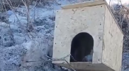 “С профессиональным садизмом“: расправа над щенком попала на видео в ВКО