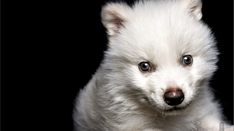 Фото: Colossal Biosciences