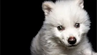 Ученые утверждают, что возродили вымерших 10 тысяч лет назад лютоволков