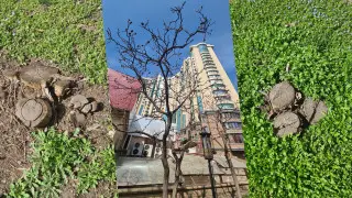 “Только пеньки“: казахстанка показала знаменитую алматинскую магнолию