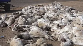 Гниющие туши сайги пугают жителей Жезказгана