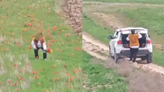 Букет, который может разорить: справедлив ли штраф за срыв редких тюльпанов в Казахстане?