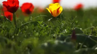 Дикие тюльпаны Жамбылской области привлекли флористов из Нидерландов