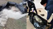 Мешок с трупами собак: волонтеры заподозрили сокрытие улик в Аркалыке