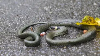 Школьники в Индии отравились едой с мертвой змеей