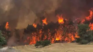 “Не поджог, а халатность“: лесные пожары в Израиле локализованы