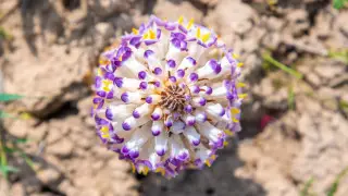 Растение-паразит: в Алакольском заповеднике обнаружили новый вид