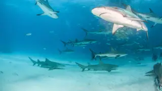 Акула напала на туристку на Мальдивах