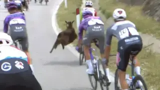 Козел напал на участника престижной велогонки: видео