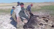 Увязшую в грязи лошадь вытащили через три дня в области Абай