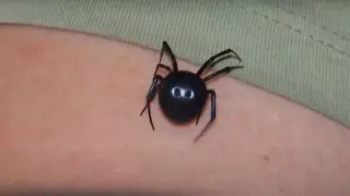 Восемь человек пострадали от укусов каракурта в Шымкенте