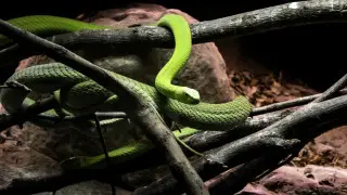 Ядовитые змеи массово атакуют туристов на Бали