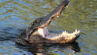 Казахстанца с головой крокодила задержали в Германии