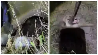 В Караганде дети вызвали спасателей, чтобы вызволить собаку из колодца