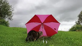 Кратковременные дожди: какая погода ожидается в Астане и Алматы в ближайшие дни