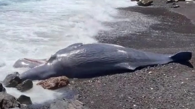 Кадр из видео