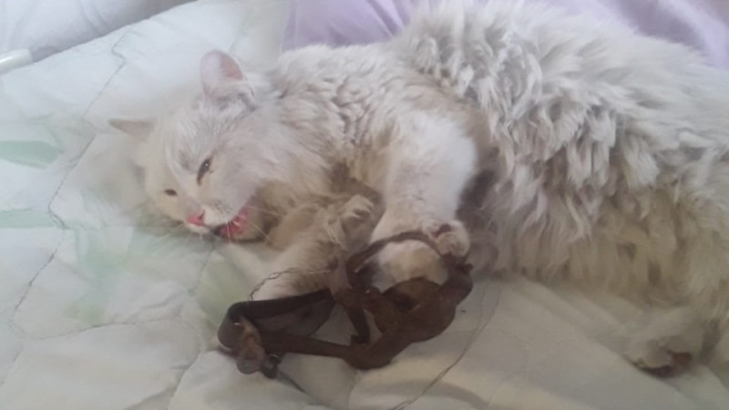 Фото хозяйки кошки