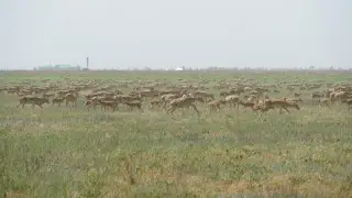 Не только саранча угрожает казахстанцам. Депутат заявил об “ужасной“ угрозе