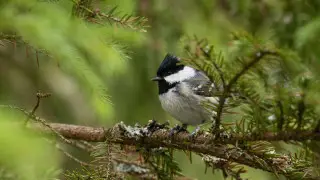 Переменчивая погода в Астане и Алматы - узнай, когда придут дожди