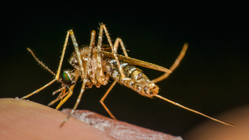 Фото: depositphotos.com/NongEngEng