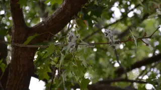 Сотни деревьев в Караганде лишились листвы из-за вредителей