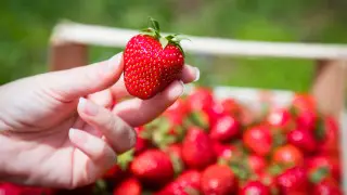 Можно ли сейчас брать клубнику и как выбрать свежую: советы диетолога