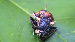 Ученые научились контролировать гриб-зомби из The Last of Us