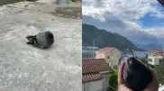 Голубь из Казахстана улетел в Черногорию и зарабатывает миллионы