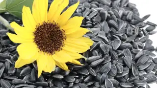 Что будет с вашим телом, если есть семечки подсолнуха