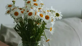 Грозит ли штраф за сбор ромашек в Казахстане?