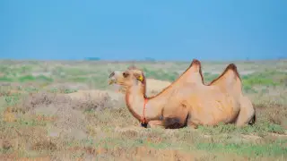 Где в Казахстане 3 июня будет по-настоящему жарко?