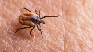 После укуса клеща в Испании подтвердили случай смертельной лихорадки