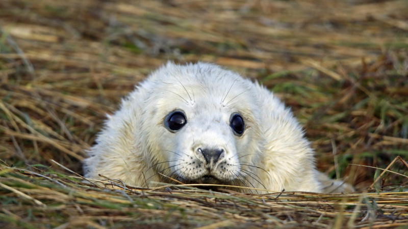Фото: depositphotos.com/wildlifepirate
