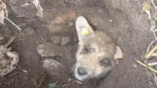 Заживо закопали: фото с шокирующей находкой появилось в сети
