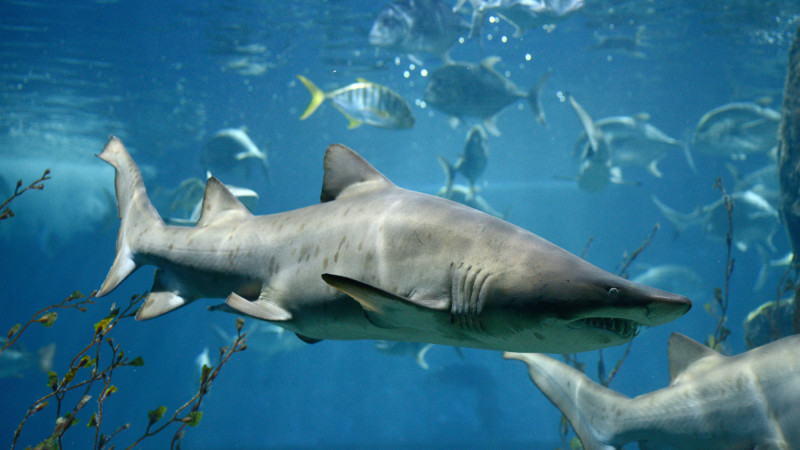 Фото: depositphotos.com/bluehand