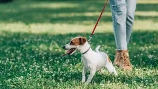 “Защита от клещей“: как помочь питомцу летом