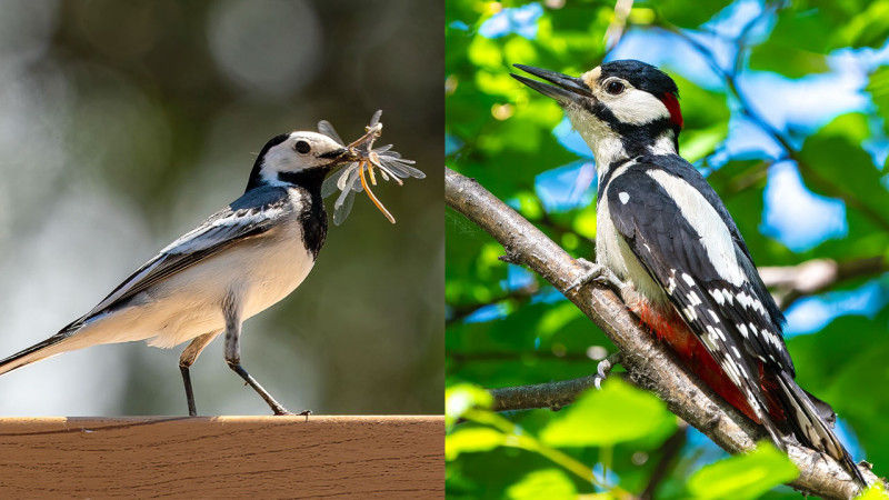 Фото: instagram.com/dots_foto