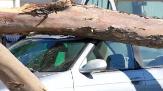Дерево упало на авто: казахстанец смог получить компенсацию