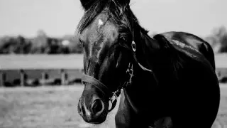 “Одна на миллион“: знаменитая чемпионка умерла от удара лошади