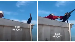 На месторождении в Мангистау рабочий голыми руками поймал большого баклана
