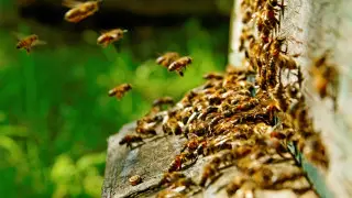 Рой пчел напал на прохожих во Франции, трое в критическом состоянии