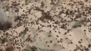 О ситуации с нашествием саранчи в Атырауской области рассказали на площадке РСК