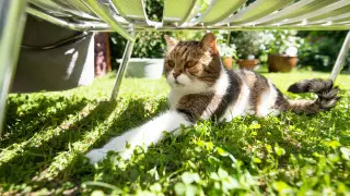 Сильная жара до +44 и ливни придут в Казахстан