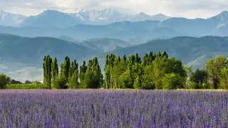Казахстанец нашел “сказочное“ поле вблизи Алматы