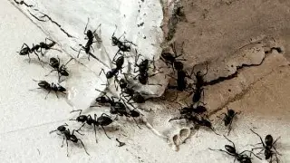 Огромные колонии супермуравьев захватили Европу и добрались еще до одной страны