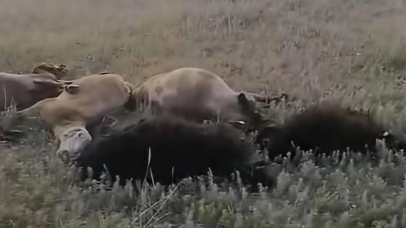 Кадры из видео