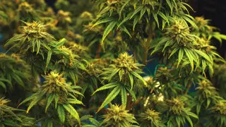 Огромную плантацию конопли обнаружили в Алматинской области