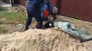 Спасатели пришли на помощь четвероногому пленнику