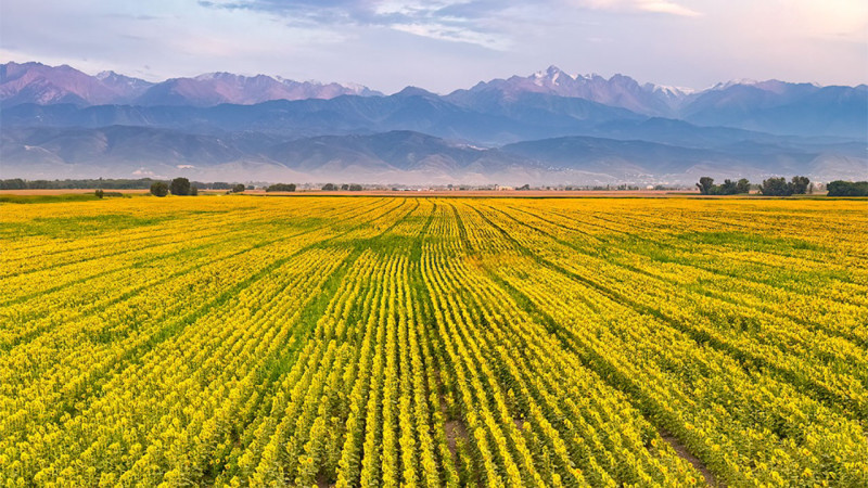 Фото: instagram.com/dots_foto